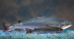 Cover photo for Genetically Engineered Salmon Approved for Consumption