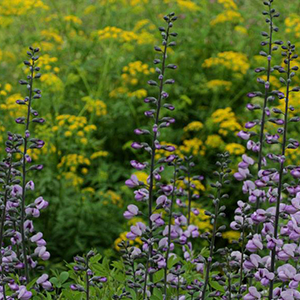 Purple Smoke wild indigo