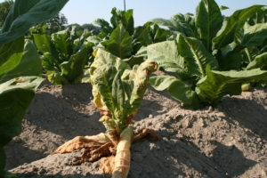 Cover photo for Thrips Flight and TSWV Risk Assessment Report – April 23, 2018