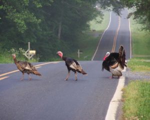 Turkey promenade near Silk Hope, NC.