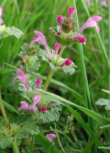 Cover photo for Lawns: Winter annual weeds