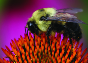 Cover photo for Recording of Bumble Bee Webinar Now Available for Viewing