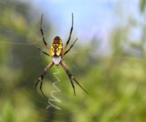 Cover photo for Just in Time for Halloween: Chatham Conservation Partnership Virtual Meeting to Focus on SPIDERS!
