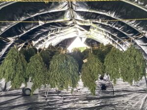 hemp hanging to dry