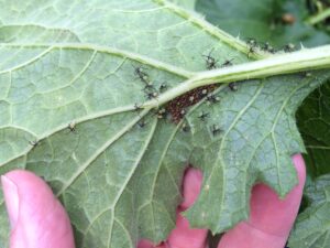 insects hatching under leaves