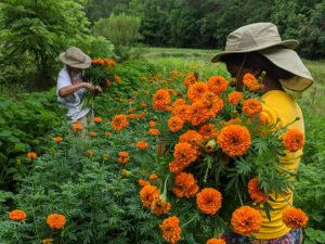 Cover photo for Virtual Panel Discussion Featuring Women Farmers of Chatham