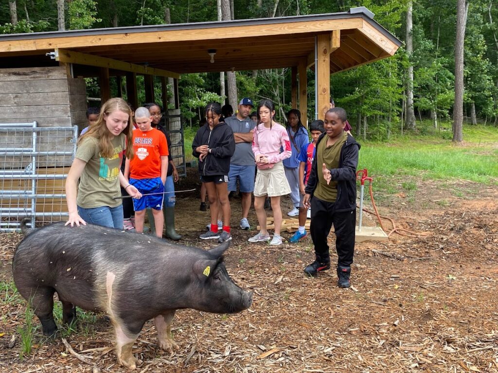Campers meeting a pig