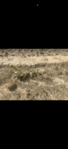 Cover photo for Valor Injury and Thrips Peanut Notes No. 91 2025