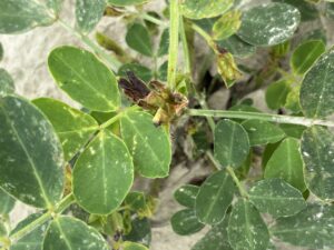 Cover photo for Note to Farmer About Thrips Peanut Notes No. 114 2025