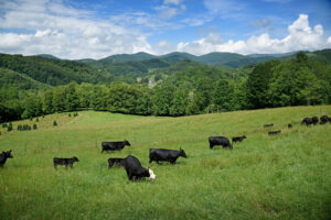 Cover photo for July/August Livestock Newsletter