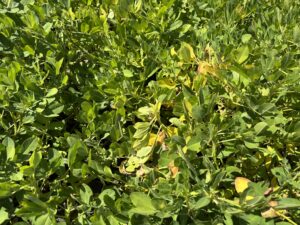 Cover photo for Declining Vine Health Peanut Notes No. 260 2025